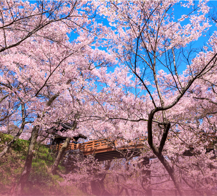 Cherry blossoms at Takato Castle Ruins Park