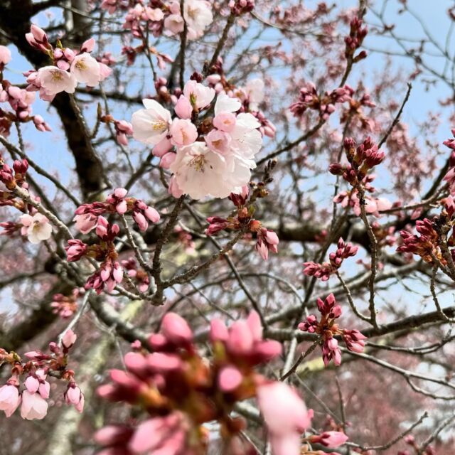 昨日開花宣言がされた高遠城址公園
雨上がりの後に気温が上がり
南側の桜が次第に開いてきました。  公園内はこれから咲き始めますので
来週の週末もまだまだきれいな桜が
見られそうです。  南側では、この時期限定の味わいや
信州のグルメ、高遠産の食材などの
お店が立ち並び観桜期間中は
公園散策と共に食べ歩きも
楽しむことができます。  仁科五郎盛信公と足軽にもお会いしました
城址公園で古き高遠を想うのも良いですね。  #ホテル紅や
#上諏訪温泉　
#山のある景色
#稀石の癒　
#諏訪湖一望
#諏訪湖のほとり
#桜の便り
#春が来る
#桜開花2024
#高遠城址公園
#伊那市
#天下第一の桜
#高遠ジビエ
#いちご飴
#桜ソフト
#仁科五郎盛信
#絵島