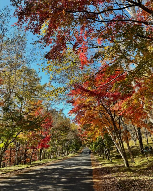 こんにちは☺️
いつもホテル紅やご利用頂き、ありがとうございます🙇‍♀️  一気に秋が進んで、綺麗な紅葉🍁が見ごろでございます。
当館から車で約1時間ほど、横谷渓谷では綺麗なもみじが見られます。  色鮮やかなもみじ、綺麗なグラデーションになっていて、癒されます☺️  ぜひ短いこの一瞬の美しさを見に行ってみてくださいね😄  Dear guests 
Thank you for your support always .
Beautiful autumn leaves everywhere . The place call Yokoya about 1 Hour by car from hotel Beniya . You can definitely enjoy fall . Don’t missing this beautiful and short autumn .  【ベストレート保証】
ご予約は公式サイトからが一番お得です💫🉐
プロフィール @hotel_beniya のURLよりアクセスください👆  皆さまのお問い合わせお待ちしております
———————————  #ホテル紅や
#上諏訪温泉
#諏訪湖
#長野旅行
#長野県
#温泉  #hotelbeniya  
#suwako 
#kamisuwaonsen
#kisekinoyu  
#suwakohanabi  
#shinsyu