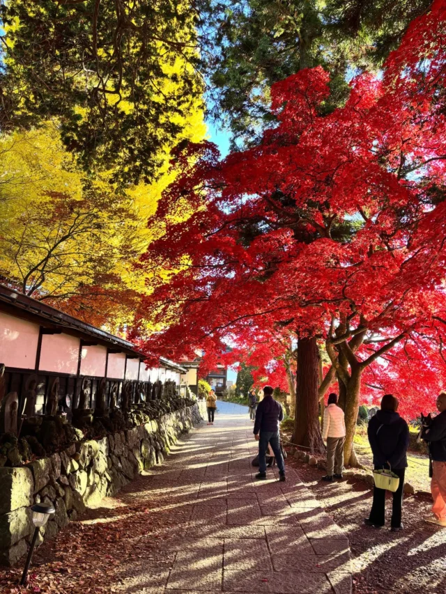 こんにちは、いつもホテル紅やご利用頂き、ありがとうございます😊

諏訪地域の秋も終盤になり、朝の気温がマイナスの日もありました。

これからはいろいろとホリデーシーズンが始まりますね🍻
忘年会やクリスマス🎄

皆様のお越しをお待ちしております🙇‍♀️

写真は茅野市にある長円寺の紅葉です。
350年の歴史を持つお寺です。

来年の紅葉狩りにぜひ足を運んでみてくださいね。

【ベストレート保証】
ご予約は公式サイトからが一番お得です💫🉐

#ホテル紅や
#上諏訪温泉
#諏訪湖
#長野旅行
#長野県
#温泉
#紅葉 
#長円寺 
#hotelbeniya  
#suwako 
#kamisuwaonsen
#kisekinoyu  
#suwakohanabi  プロフィール @hotel_beniya のURLよりアクセスください👆

皆さまのお問い合わせお待ちしております。