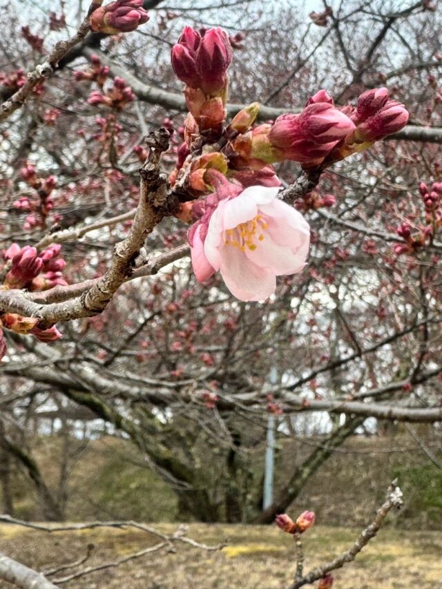 .

いつもホテル紅やのSNSをご覧いただき
ありがとうございます☺️

伊那市高遠城址公園の桜、開花宣言が発表されました🌸
南ゲート入り口付近の桜は少しずつ咲いてきております。

当館からお車で約1時間、
少し距離はありますが、桜のピンクに色づく公園は圧巻です！
天下第一の桜、是非足を運んでみてください😊

※1〜3枚目、南ゲート入り口付近
※４枚目、開花宣言を決める標準木

#ホテル紅や　#信州　#高遠城址公園　#桜