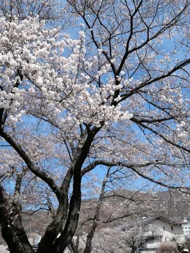 .

いつもホテル紅やのSNSをご覧いただき
ありがとうございます☺️

本日の諏訪湖の桜🌸
8分咲き🌸
場所によっては満開のところも！

当館の高島城夜桜バスも本日より運行です🚌

是非お出かけください♪

#ホテル紅や　#信州の春　#桜